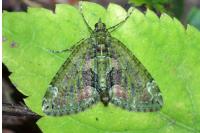 Chloroclysta siterata