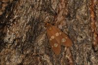 Dysauxes famula