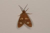 Dysauxes famula