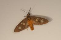 Dysauxes famula
