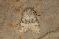 Polymixis dubia