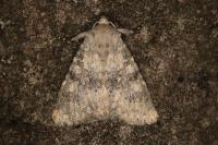 Polymixis dubia