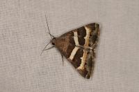 Grammodes stolida
