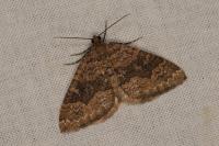 Larentia malvata