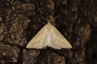 Aspitates gilvaria