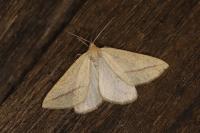 Aspitates gilvaria