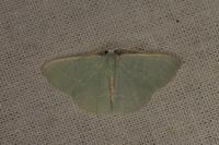 Xenochlorodes olympiaria
