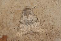 Polymixis dubia