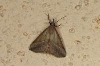 Hypena lividalis