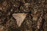 Hypena lividalis