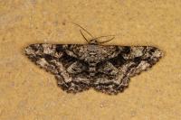 Peribatodes umbraria umbraria