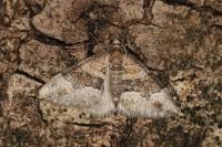 Perizoma bifaciata