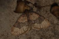 Xanthorhoe