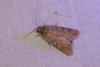 Spodoptera exigua