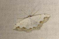 Scopula ornata