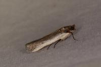 Denticera divisella