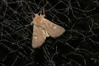 Xestia xanthographa