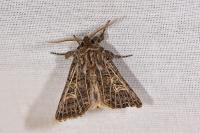 Tholera decimalis