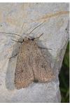 Xestia castanea