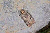 Epilecta linogrisea