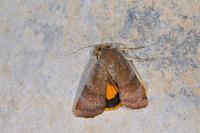 Noctua janthe