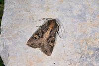 Trigonophora jodea