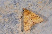 Tiliacea sulphurago