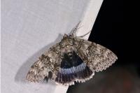 Catocala fraxini