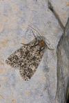 Polymixis polymita