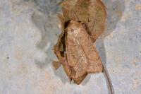 Mesogona acetosellae