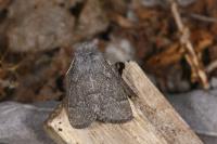 Trichiura crataegi