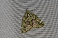 Chloroclysta siterata
