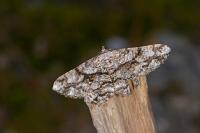 Peribatodes umbraria umbraria