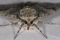 Catocala fraxini