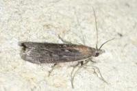 Epischnia asteris