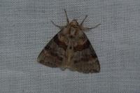 Cymatophorina diluta