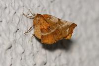 Selenia dentaria