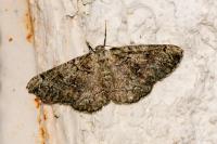 Cleorodes lichenaria