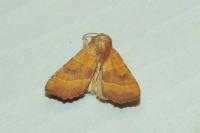 Atethmia centrago