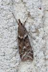 Eudonia angustea