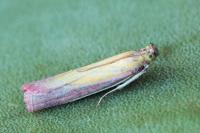 Oncocera semirubella