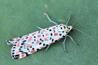 Utetheisa pulchella