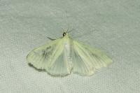 Sitochroa palealis