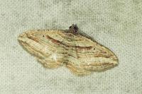 Costaconvexa polygrammata