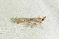 Gymnancyla canella
