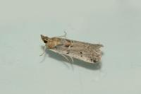 Gymnancyla canella
