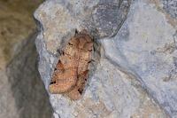 Anchoscelis litura