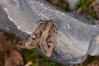 Trigonophora jodea