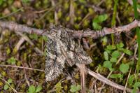 Dryobotodes eremita