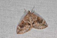 Thera variata